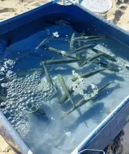 Boemvas Live Bait Pond – PVC